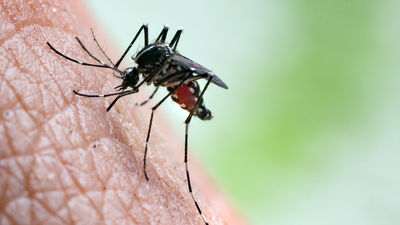 The increase in monkey malaria cases in Malaysia may pose a threat to humans in the future.