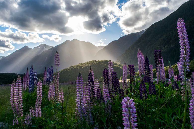 New Zealand is keen to preserve its pristine environment.