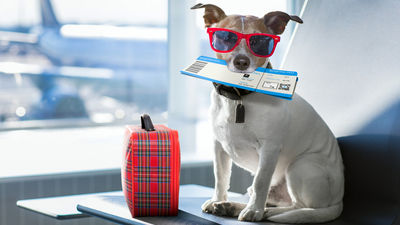 Doggone it, I’ve spoiled the honeymoon.