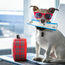 The dog did it: Chewed passport ends dream trip