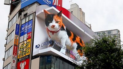 The Shinjuku 3D cat has stolen the hearts of many.