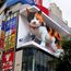 Meowww! What a purr-fect sight in Tokyo