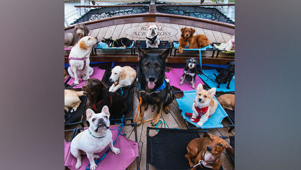 According to Dog Cruise Singapore, tickets have been "selling like hot cakes ever since it was released". More details for June sailings taking mixed/medium/larger breeds will follow soon.