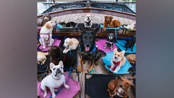 According to Dog Cruise Singapore, tickets have been "selling like hot cakes ever since it was released". More details for June sailings taking mixed/medium/larger breeds will follow soon. According to Dog Cruise Singapore, tickets have been "selling like hot cakes ever since it was released". More details for June sailings taking mixed/medium/larger breeds will follow soon.