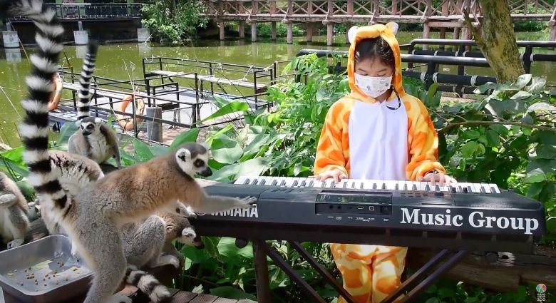 Curious lemurs stay close as 11-year-old Seenlada Supat, dressed in a giraffe outfit, plays to the animals in a Bangkok zoo.