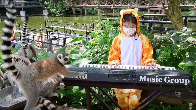 Curious lemurs stay close as 11-year-old Seenlada Supat, dressed in a giraffe outfit, plays to the animals in a Bangkok zoo.