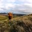 Happy Coo Year from the Scottish Highlands