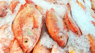Something’s fishy here: Japanese ice rink slammed for ‘cruelty’