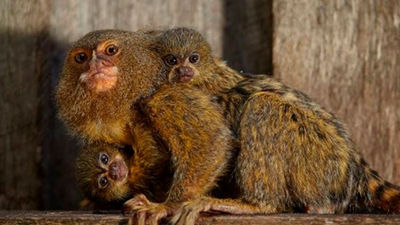 Two arrested for monkey business in Sydney