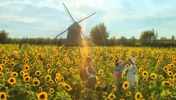 The sunflower fields are one of the most memorable backdrops in My People, My Homeland. The sunflower fields are one of the most memorable backdrops in My People, My Homeland.