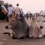 Holy cow! India’s 'Hug a Cow Day' given the chop
