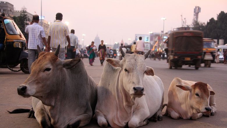 No hugs for these cows on Valentine’s Day.