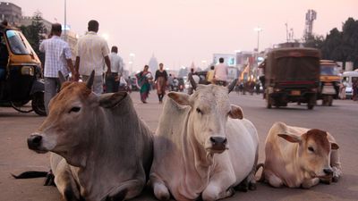 No hugs for these cows on Valentine’s Day.