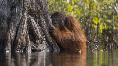 Photograph by Jayaprakash Joghee Bojan.