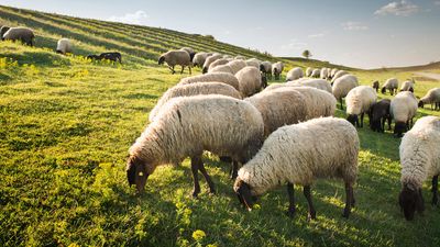 Woman criticised for freeing over 6,000 sheep in remote China