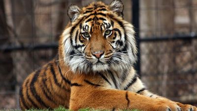 Man killed by tiger in China zoo scaled walls to avoid entrance fee