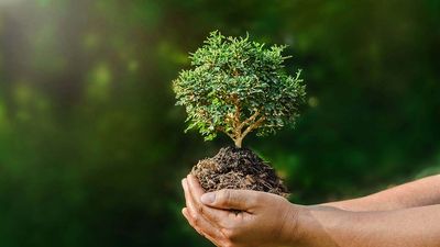 In 2017, CWT managed to offset 515 tonnes of carbon dioxide equivalents.