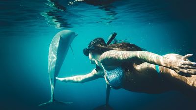 High-impact dolphin interactions stress animals, and disrupt natural behaviours, making them incompatible with responsible and sustainable wildlife tourism practices.