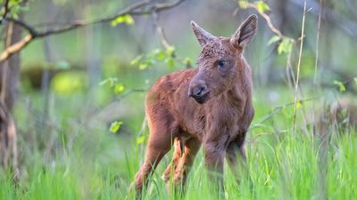 This naming initiative is part of a broader partnership, with Holland America offering guests up-close moose encounters at the AWCC facility this summer where they can hand-feed the animals.