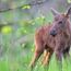 Help wanted in naming an orphaned baby moose