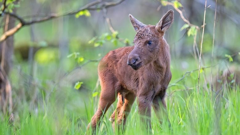 This naming initiative is part of a broader partnership, with Holland America offering guests up-close moose encounters at the AWCC facility this summer where they can hand-feed the animals.