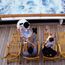 Two out of three cruisers are willing to sail this year