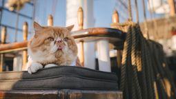 The Royal Albatross has rolled out the “Fur-st Class Dining” package for owners and their pet to sail around Resorts World Sentosa.