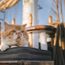 It’s all paws on deck with the Royal Albatross