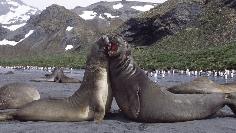 Elephant seals may act as witnesses to marriages on Atlas Ocean Voyages' Antarctica sailings.