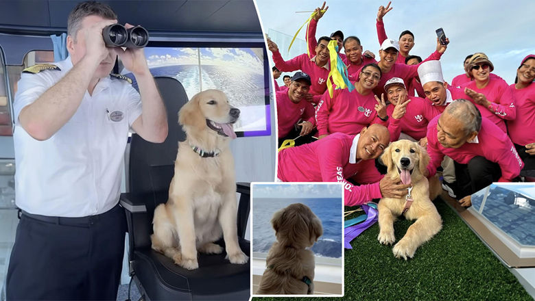 Rover has been named Icon of the Seas' Chief Dog Officer.