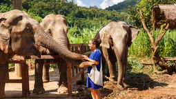 Carnival Corporation’s ship will no longer offer excursions that involve close encounters with elephants.