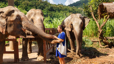 Carnival Corporation’s ship will no longer offer excursions that involve close encounters with elephants.