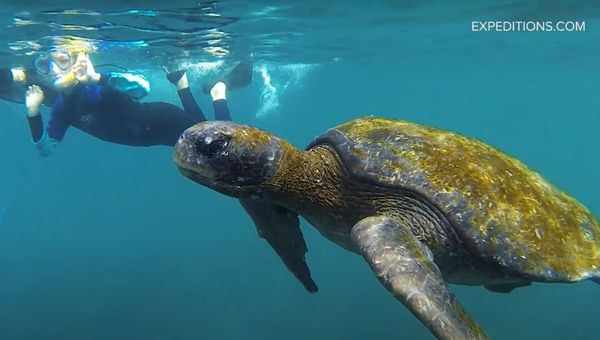 Children may even have the chance to snorkel alongside sea turtles in the Galapagos. Children may even have the chance to snorkel alongside sea turtles in the Galapagos.