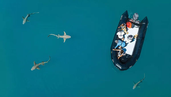 A nurse shark swims near a Zodiac in Chestnut Bay.