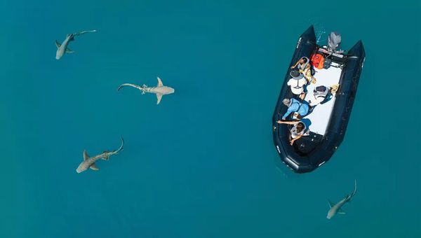 A nurse shark swims near a Zodiac in Chestnut Bay. A nurse shark swims near a Zodiac in Chestnut Bay.