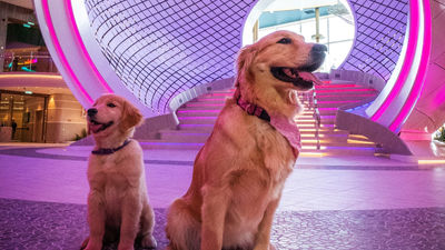 Royal Caribbean’s Chief Dog Officers are Rover and Sailor, two friendly golden retrievers who bring joy and warmth to guests onboard their cruise ships.
