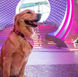 Royal Caribbean’s Chief Dog Officers are Rover and Sailor, two friendly golden retrievers who bring joy and warmth to guests onboard their cruise ships.