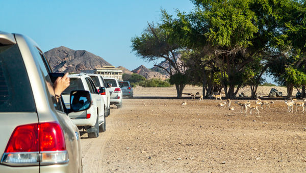 Yas Island's wildlife sanctuary boasts over 17,000 animals, including Arabian oryx, ostriches, gazelles, deer, and giraffes, offering diverse safari experiences. Yas Island's wildlife sanctuary boasts over 17,000 animals, including Arabian oryx, ostriches, gazelles, deer, and giraffes, offering diverse safari experiences.
