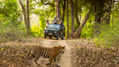 Visitors are not allowed to carry or use mobile phones inside India’s safari zones.