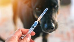 Officials have identified 263 positive rabies cases in Bali this year.