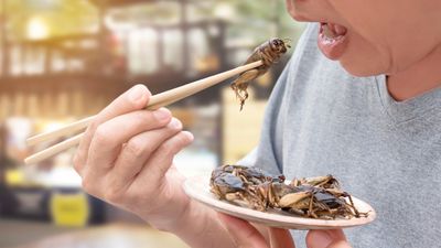 Crickets and 15 other insects have been approved by the Singapore Food Agency to be served in F&B establishments.