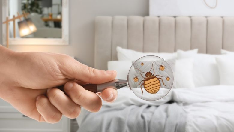 Travellers are recommended to exercise caution to bringing bedbugs back to their homes.