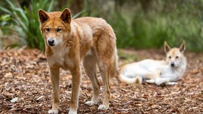 Dingo attacks are now more frequent on K’gari in Queensland.