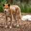 Tourist alert for wild dog and dolphin attacks