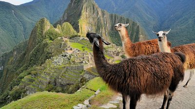 Before the pandemic, Peru welcomed 4.5 million visitors; this year, estimates halve to 2.2 million.