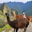 Peru ramps up Machu Picchu daily visits