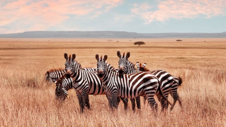 There's also the bigger issue of reduced commitment to conservation, as people in wildlife communities cut costs amid shrinking tourism dollars. (Pictured: Serengeti National Park, Tanzania)