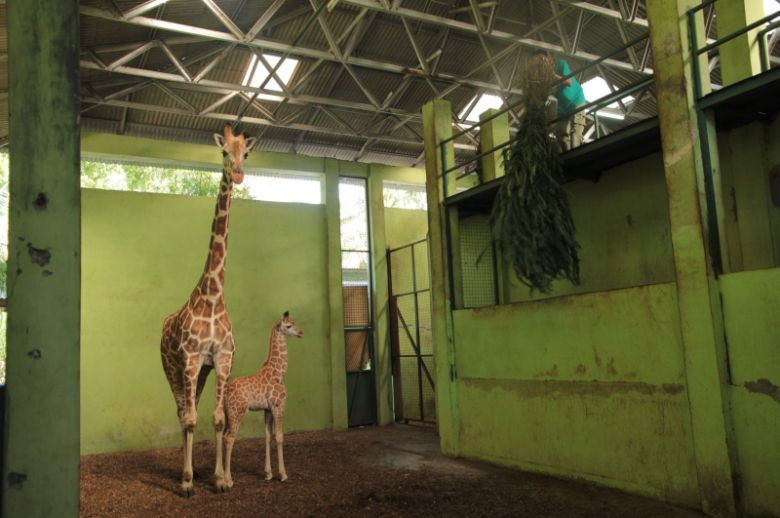 Corona takes some of her first steps at Bali Safari Park.