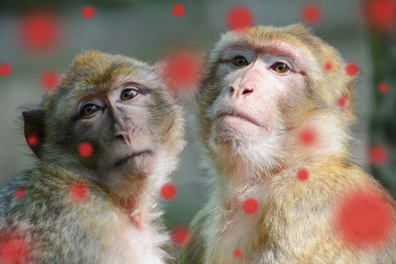 Does “Monkeypox” Give Monkeys a Bad Name? – SAPIENS