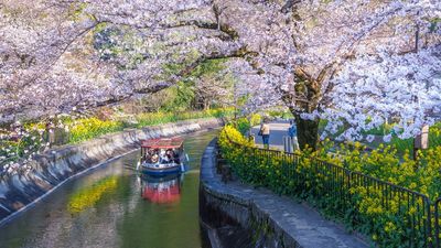 Cherry blossom timing shifts annually in response to weather patterns and in recent years, the flowers have been blooming earlier than ever.